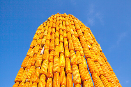 Corn Craftの写真素材