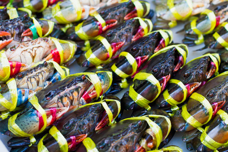 crab isolated on white backgroundの写真素材
