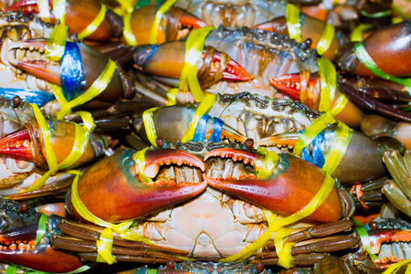 crab isolated on white backgroundの写真素材