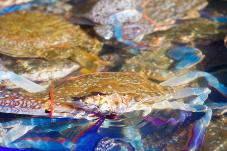 crab isolated on white の写真素材