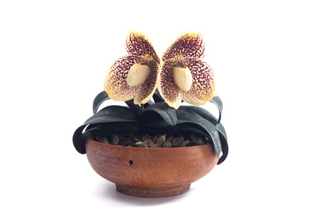 Paphiopedilum godefroyae is a species of orchid endemic to peninsular Thailand, Vietnam and Malaysia.の写真素材