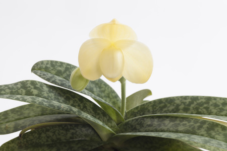 paphiopedilum wellesleyanum,Orchid pure Breeding Center of the Earth.