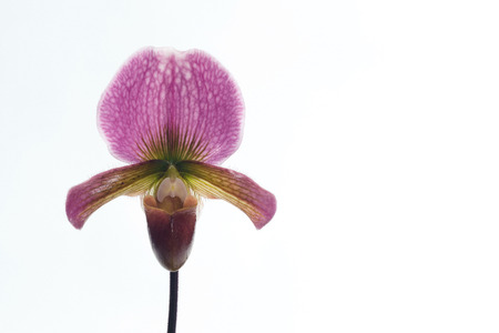 Paphiopedilum charlesworthii is a species of plant in the Orchidaceae family.の写真素材