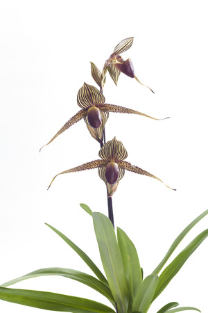 Paph. rothschildianum cultural requirements orchids.の写真素材