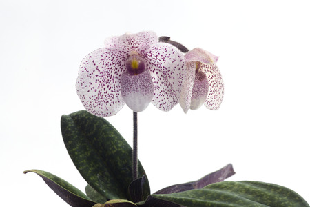 Paph delanatiiの写真素材