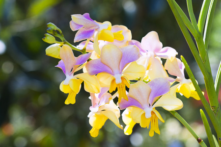 ORCHID SPECIES MOKKARA PLANT IN THE ORCHID GARDEN
