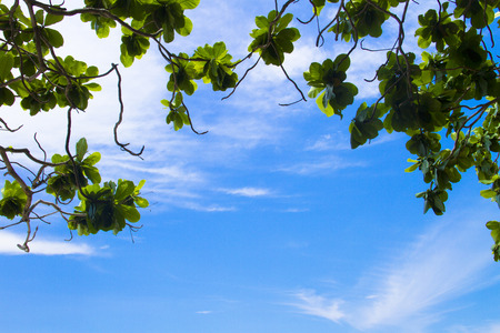 Green leaves against the sky