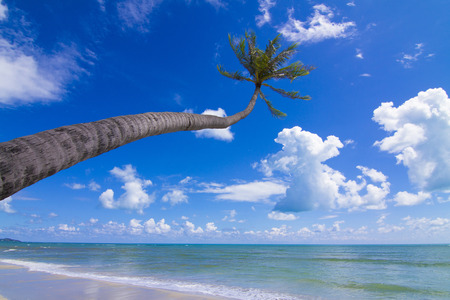 Coconut Palm tree on the white sandy beachの写真素材