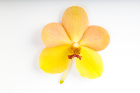 light yellow orchid flowers isolated on white backgroundの写真素材