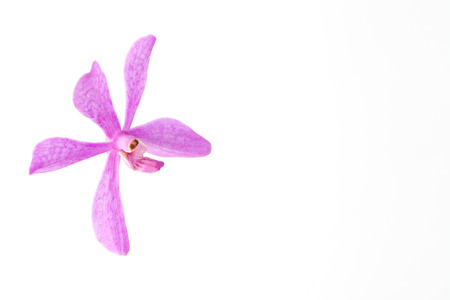 purple orchid flowers isolated on white backgrounの写真素材