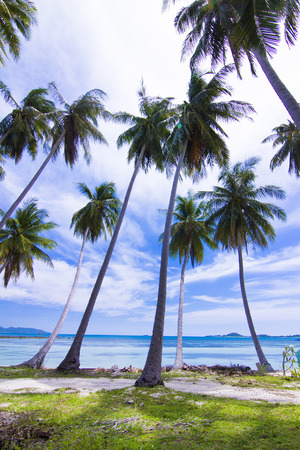 Koh Tan beautiful Coconut trees sticking out of the sea. Koh Samui Thailamd.の写真素材