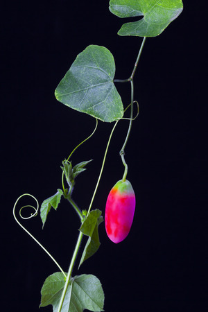The ivy gourd, also known as baby watermelon, little gourd, gentleman's toes, The local herbal have been used for alternative medicine.の写真素材