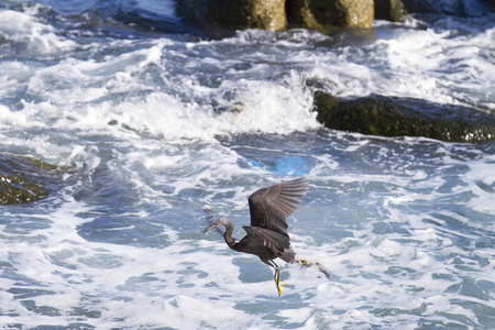 Great black egret flying against Foraging at sea.の写真素材