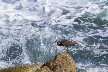 pacific reef egret, black pacific reef egret looking for fish at beach rockの写真素材