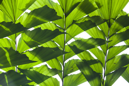 Under the bright sun. Abstract natural backgrounds
