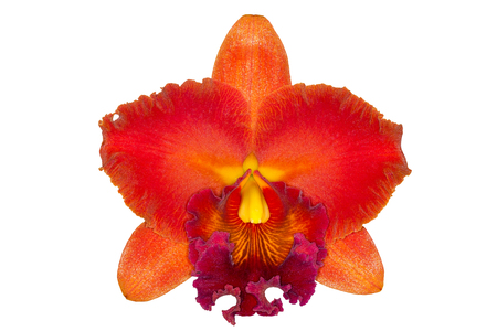 Cattleya orchid orange flower on a white background.の写真素材