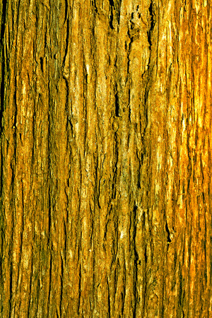 Tree bark texture,texture of the plank wood.の写真素材
