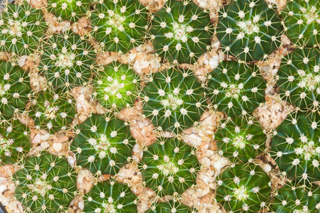 Top view of small cactus in a row, Used for backgroundの写真素材
