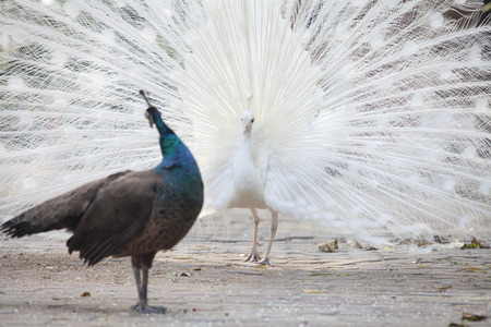 Peacock courting ritual, peahen looks at maleの写真素材