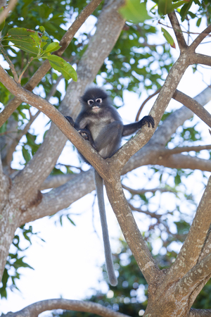 The dusky leaf monkey, spectacled langur, or spectacled leaf monkey (Trachypithecus obscurus),It is...