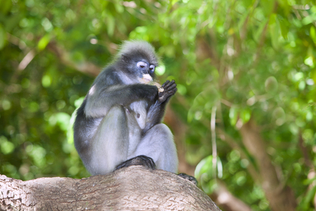 The dusky leaf monkey, spectacled langur, or spectacled leaf monkey (Trachypithecus obscurus),It is...