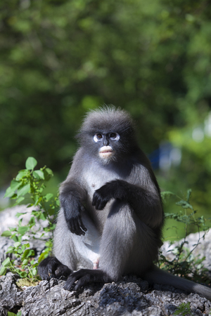 The dusky leaf monkey, spectacled langur, or spectacled leaf monkey (Trachypithecus obscurus),It is...