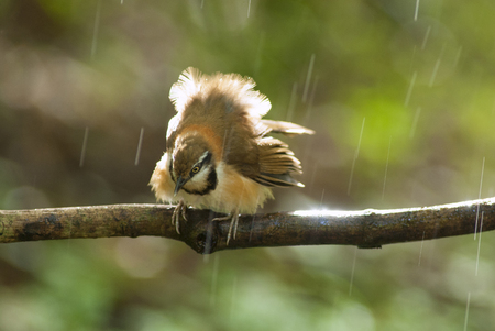 A beautiful bird in the wild Asia.In the rain.の写真素材