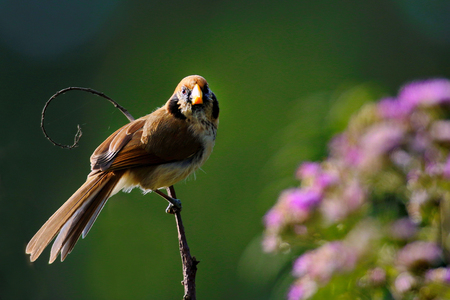 Beautiful parrotbill bird Black-eared Parrotbill (Suthora beaulieui) in Phu Luang Wildlife Sanctuary Thailandの写真素材