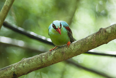 A beautiful bird in the wild Asia.の写真素材