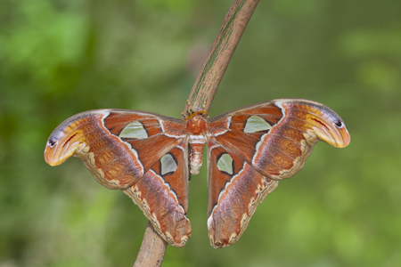 Rainforest Blue Morpho Butterfly , is one of over eighty described species of butterflies that reside in the rainforests. Morpho butterflies are neotropical butterflies.の写真素材