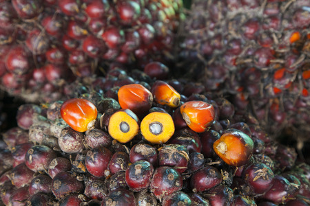 Background of Palm Oil Fruits on the floor at Thailand