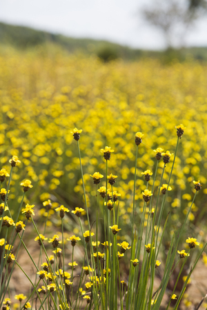 Xyris yellow flowers or Xyridaceae wild flower in Thailand vintageの写真素材