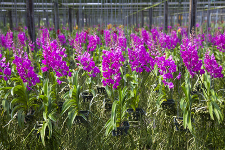 Vanda Orchid flower in tropical garden. Floral background.Selective focus.の写真素材