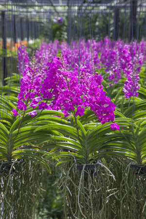 Vanda Orchid flower in tropical garden. Floral background.Selective focus.の写真素材