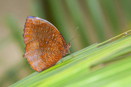 Monarch butterfly on a leaf in the forest.Beautiful butterfly in nature.