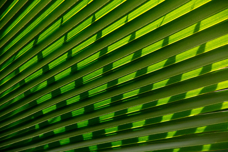 Abstract palm leaf background,Fresh leaf texture or leaf background for design.の写真素材