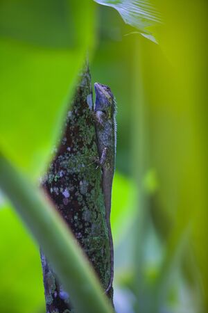 Chameleon is a reptile animal to lived in the forest. It has the ability to change color according...