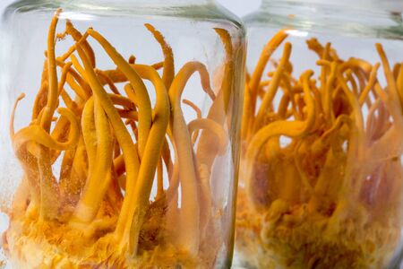 Cordyceps militaris is a species of fungus in the family Clavicipitaceae, and the type species of...