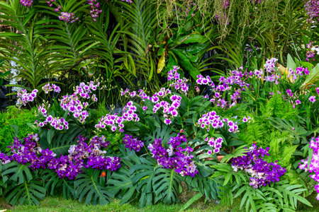 A shot of beautiful orchid garden in Thailand.の写真素材
