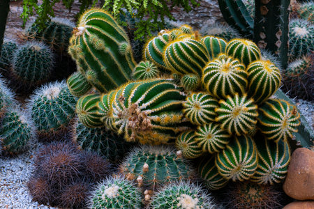 Beautiful cactus blooming in the garden on blurred background. Selective focus.