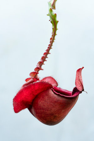 Nepenthes rafflesiana exotic carnivorous plant