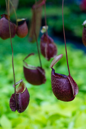 Nepenthes rafflesiana exotic carnivorous plantの写真素材