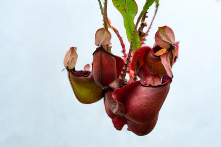 Nepenthes rafflesiana exotic carnivorous plantの写真素材