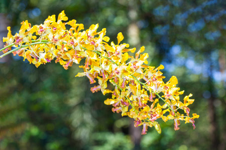 Purple orchids with blue sky ,Beautiful dendrobium on the blue background.の写真素材