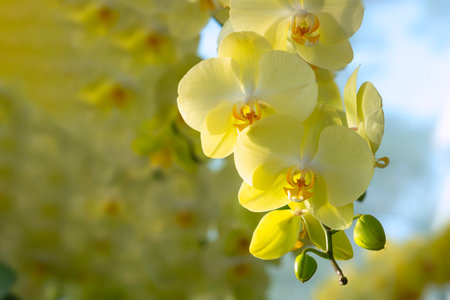 Pink cosmos flower blooming cosmos flower field with blue sky, beautiful vivid natural summer garden outdoor park image.の写真素材