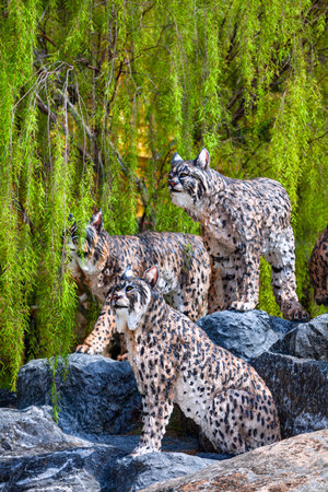 Pattaya, Thailand -â May 2, 2019â: Statue Tiger zoo Valleyâ in  Nong Noochâ Garden, Tourists â traveling in beautifulâ Gardenâ in theâ world, Pattaya, Thailand.のeditorial素材