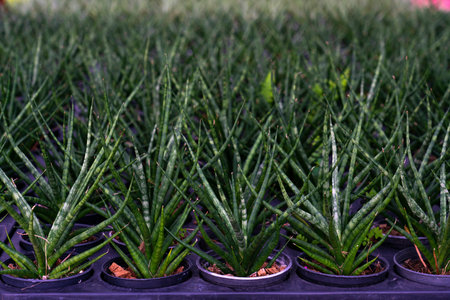 Aglaonema â€œSuper Red Starâ€ Red aglaonema so beautiful for decorative leaves of a house...