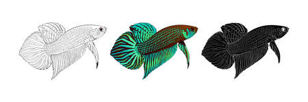 vector illustration of Betta fish isolated on white backgroundのイラスト素材