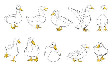 vector illustration of ducks isolated on white backgroundのイラスト素材
