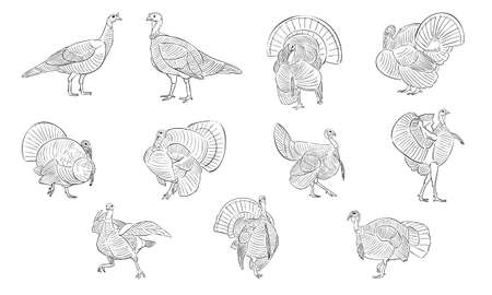 vector illustration of turkey isolated on white backgroundのイラスト素材